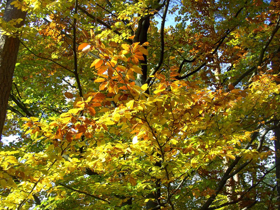 Herbsstimmung: Blick in das in Gelb- und Rottöne verfärbte Laub eines Baumes.