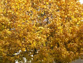 Herbstfarben am Baum