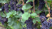 dicke blaue Trauben an den Weinstöcken