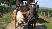 der Planwagen mit den zwei angespannten Pferden, darunter ein Haflinger
