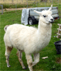 junges weißes Lama