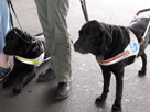 2 Blindernhunde mit Herr-/Frauchen  warten am Bahnhof