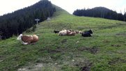 der Weg über die Almwiesen zum Gipfel des Hörnle. Auf der Wiese liegen wiederkäuende Kühe.
