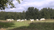 Charolais-Rinder auf einer Weide am See