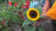 Nahaufnahme einer Sonnenblume, daran Hände, Pitschedabber im Hintergrund