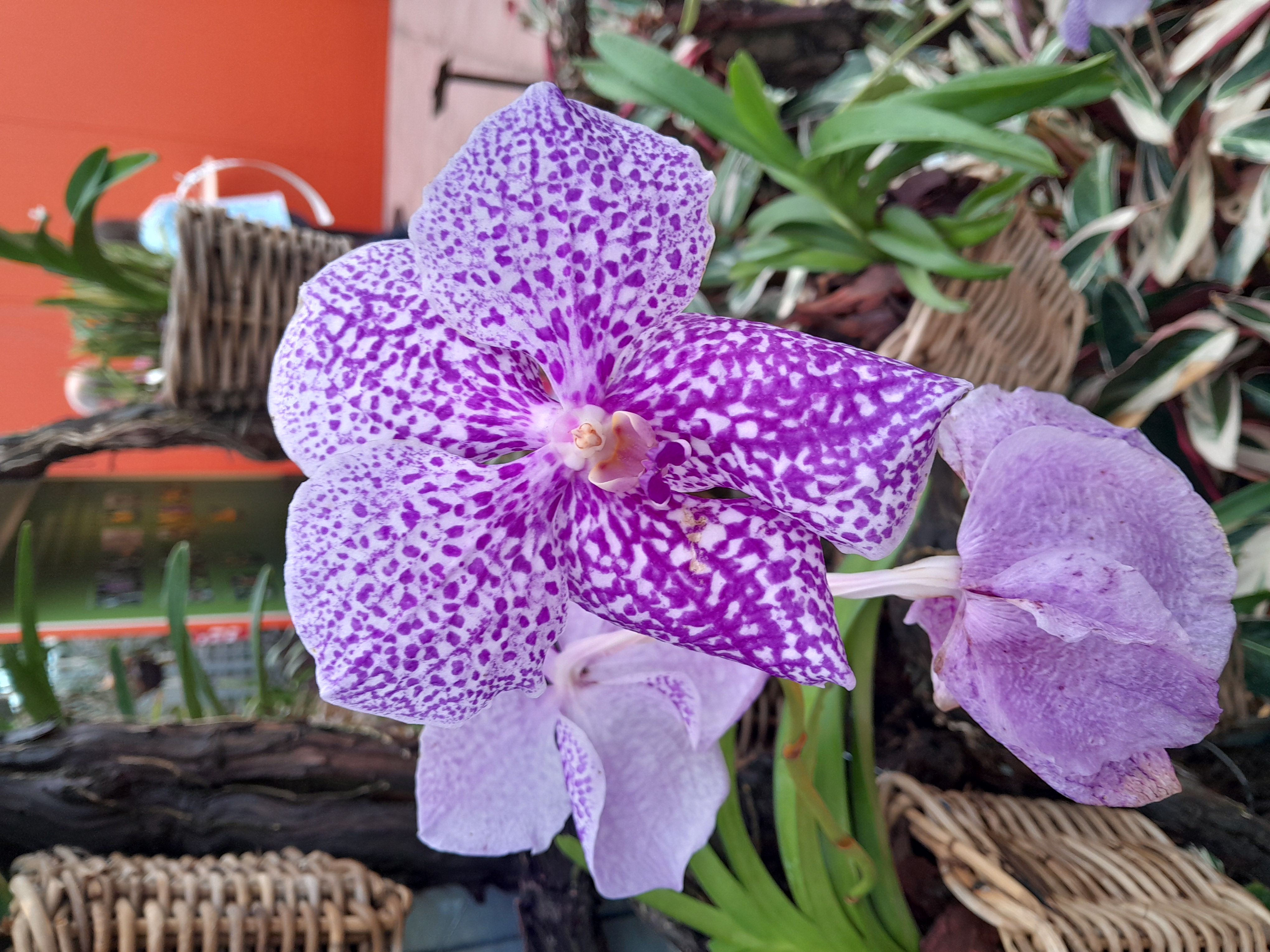 Orchidee