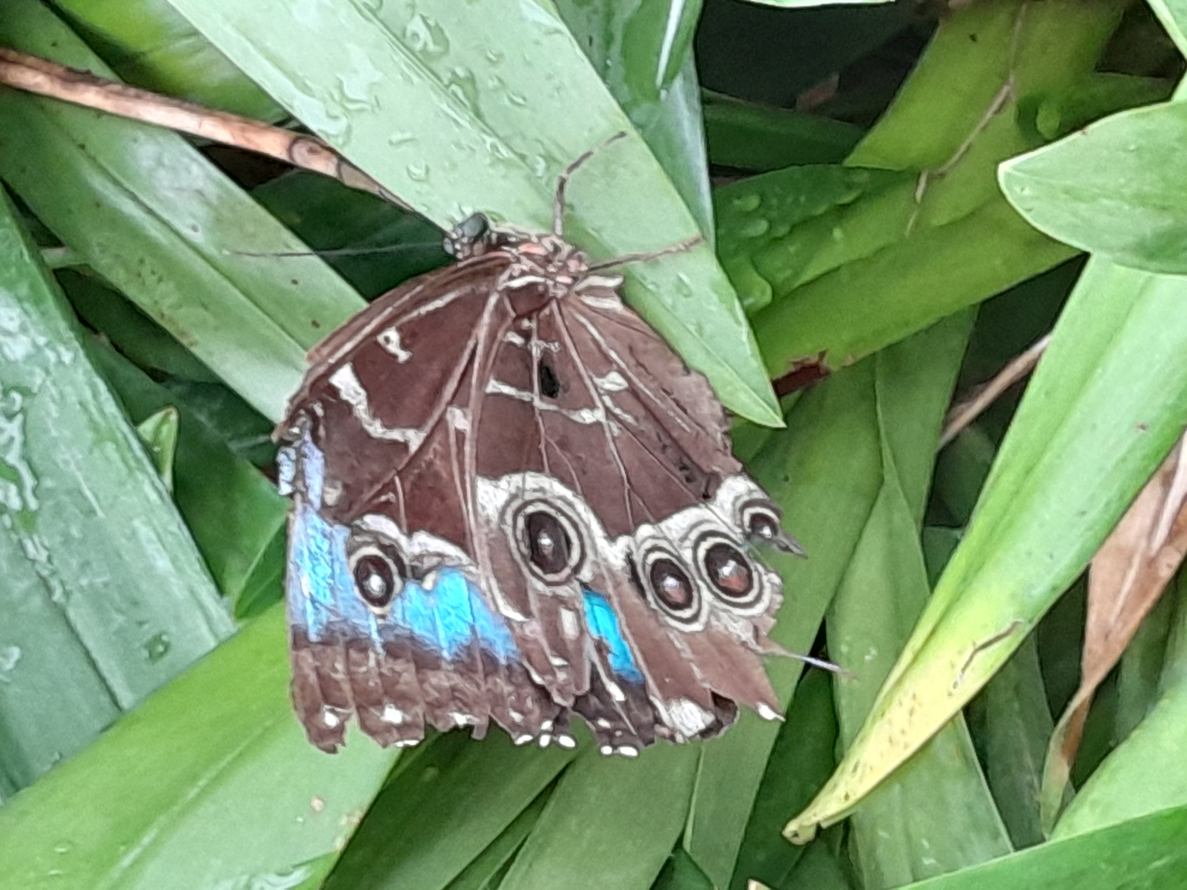 Schmetterling